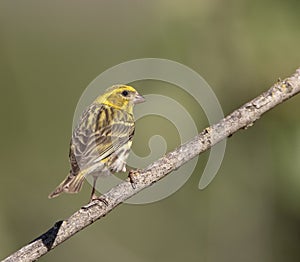 European Serin, Serinus serinus