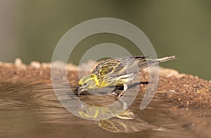 European Serin, Serinus serinus