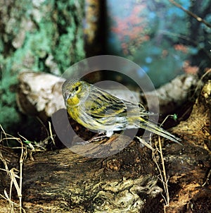 European Serin, serinus serinus, Adult