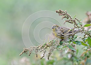 European Serin Serinus serinus eaing wild plant seeds