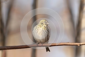 European Serin - Serinus serinus in the forest