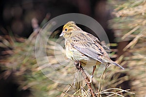 European serin