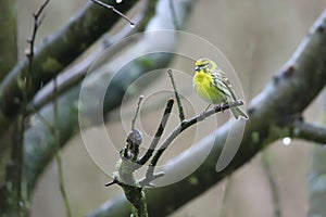 European serin sitting on a branch on a rainy day in Germany