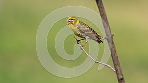 European serin sitting on a branch and sings