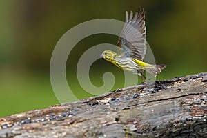 The European serine, or simply the serine Serinus serinus flies off the branch. Little yellow-gray bird in flight