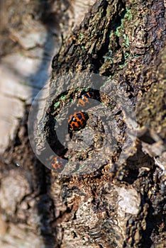 European seven-spot ladybird Coccinella septempunctata