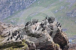 European shag