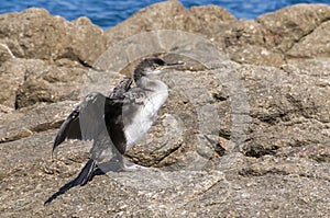 European Shag