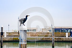 European Shag - black bird in Rimini port, Italy
