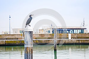 European Shag - black bird in Rimini port, Italy