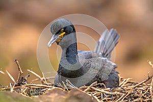 European shag breeding on nest