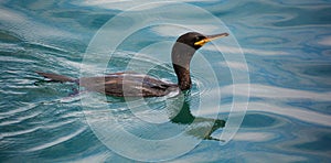 The European shag or common shag Phalacrocorax aristotelis