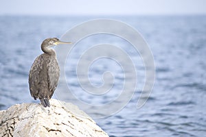 European shag or common shag Phalacrocorax aristotelis