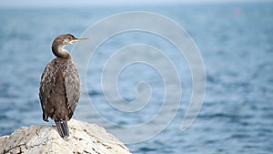 European shag or common shag Phalacrocorax aristotelis