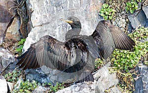 European shag or common shag, Phalacrocorax aristotelis