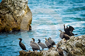 EUROPEAN SHAG OR COMMON SHAG, Phalacrocorax aristotelis in BLACK SEA, BULGARIA