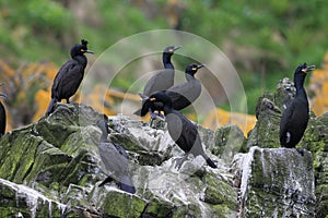 European shag or common shag (Phalacrocorax aristotelis) Runde, Norway