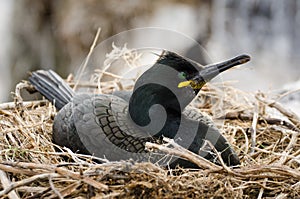 European Shag on nest
