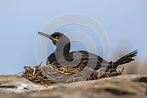 European shag on nest