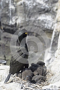 European shag on nest with chicks