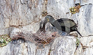 European shag (phalacrocorax aristotelis)