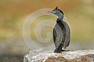 European Shag - Phalacrocorax aristotelis is a species of cormorant. It breeds around the rocky coasts of western and southern