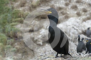 European shag standing on cliff