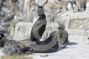 European shag standing on cliff