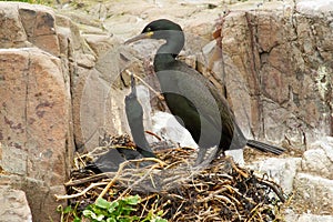 European shags resting on the beach in Isle of May, Scotland