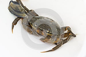 European shore crab fishing released