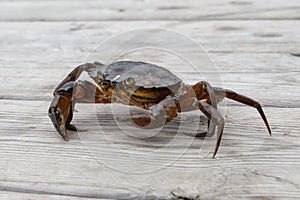 European shore crab fishing released