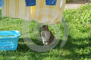 European Shorthair cat in the garden playing, cleaning and doing the fresh laundry