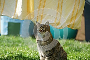 European Shorthair cat in the garden playing, cleaning and doing the fresh laundry