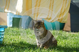 European Shorthair cat in the garden playing, cleaning and doing the fresh laundry