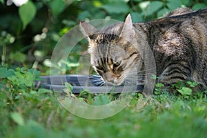 European Shorthair cat in the garden playing, cleaning and doing the fresh laundry