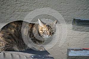 European Shorthair cat in the garden playing, cleaning and doing the fresh laundry