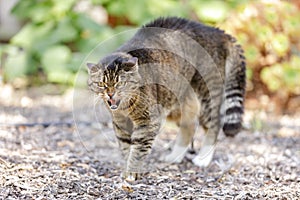 European Shorthair Cat Hissing