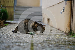 European Shorthair cat lies in the basket and relaxes