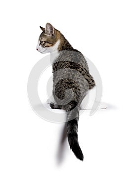 European shorthair cat sitting with back to camera