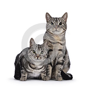 European Shorthair cat on white background