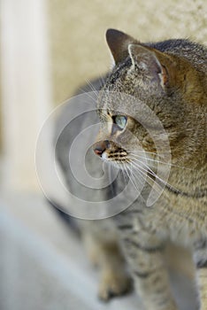 European Shorthair male tabby cat profile