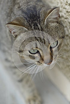 The European Shorthair male tabby cat view from above