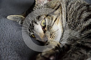 European Shorthair roofing cat young kitty