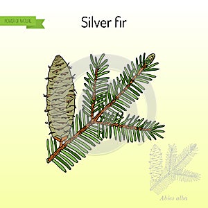 European silver fir abies alba , medicinal plant