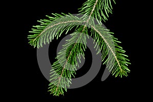European silver fir branch from above over black