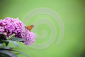 European Skipper Butterfly Feeding on a Purple Butterfly Bush