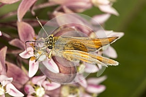 European skipper butterfly on milkweed flowers at Belding Preserve, Connecticut.