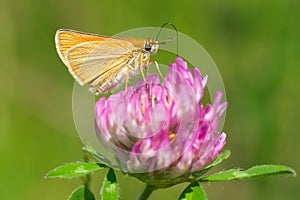 European Skipper Butterfly - Thymelicus lineola