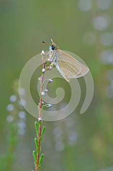 European skipper (Thymelicus lineola)
