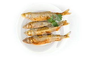 European smelt